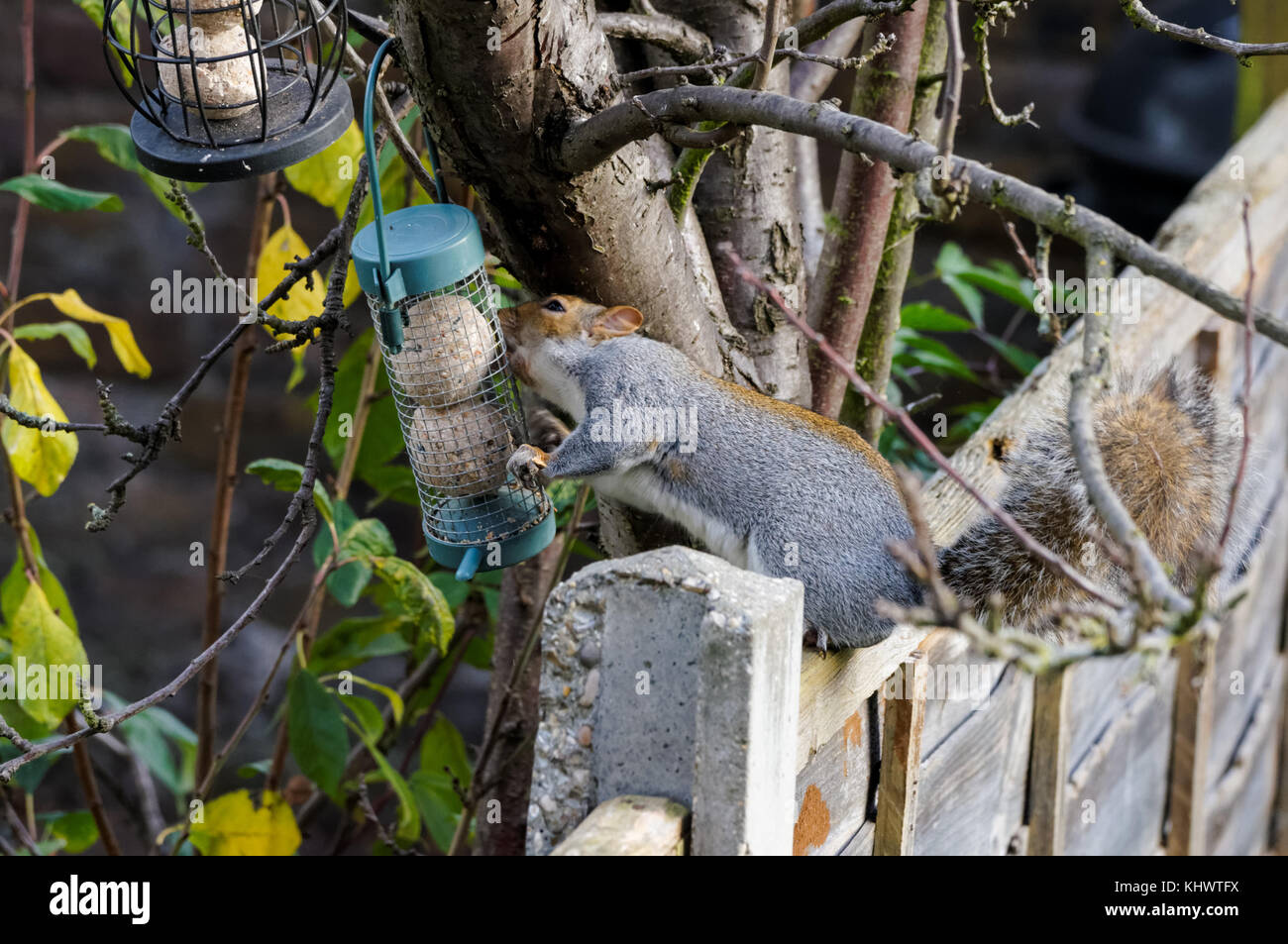 Grey squirrel on a garden bird feeder, London England United Kingdom UK Stock Photo