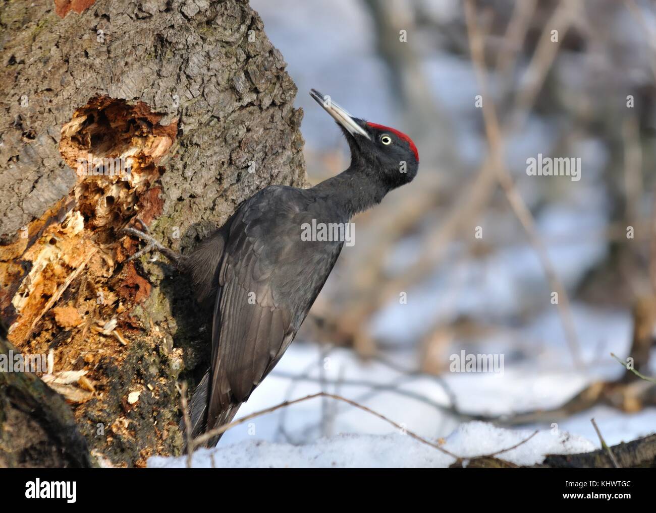 Black Woodpecker (Dryocopus martius) sitting on the tree stump and pecks in winter Stock Photo