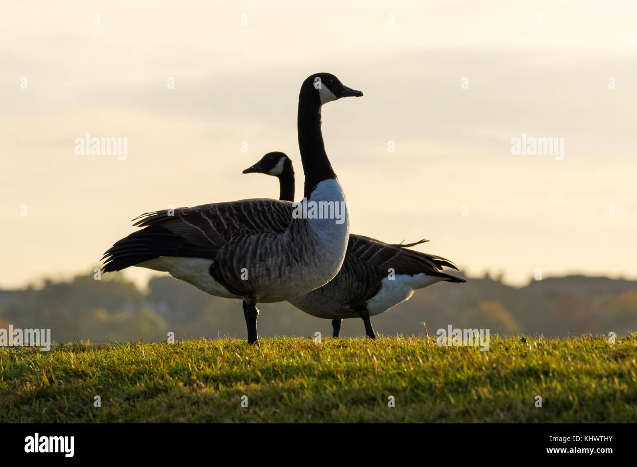 Canada geese at Walthamstow Wetlands, London, England, United Kingdom, UK Stock Photo