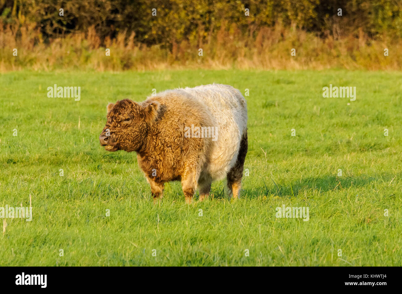 Belted Galloway cow on a green pasture, England, United Kingdom, UK Stock Photo