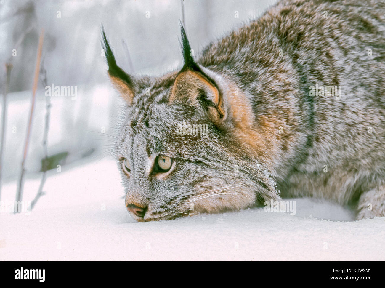 Lynx north hi-res stock photography and images - Alamy
