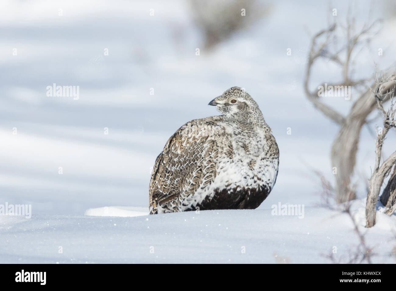 Sage grouse during winter in Wyoming Stock Photo