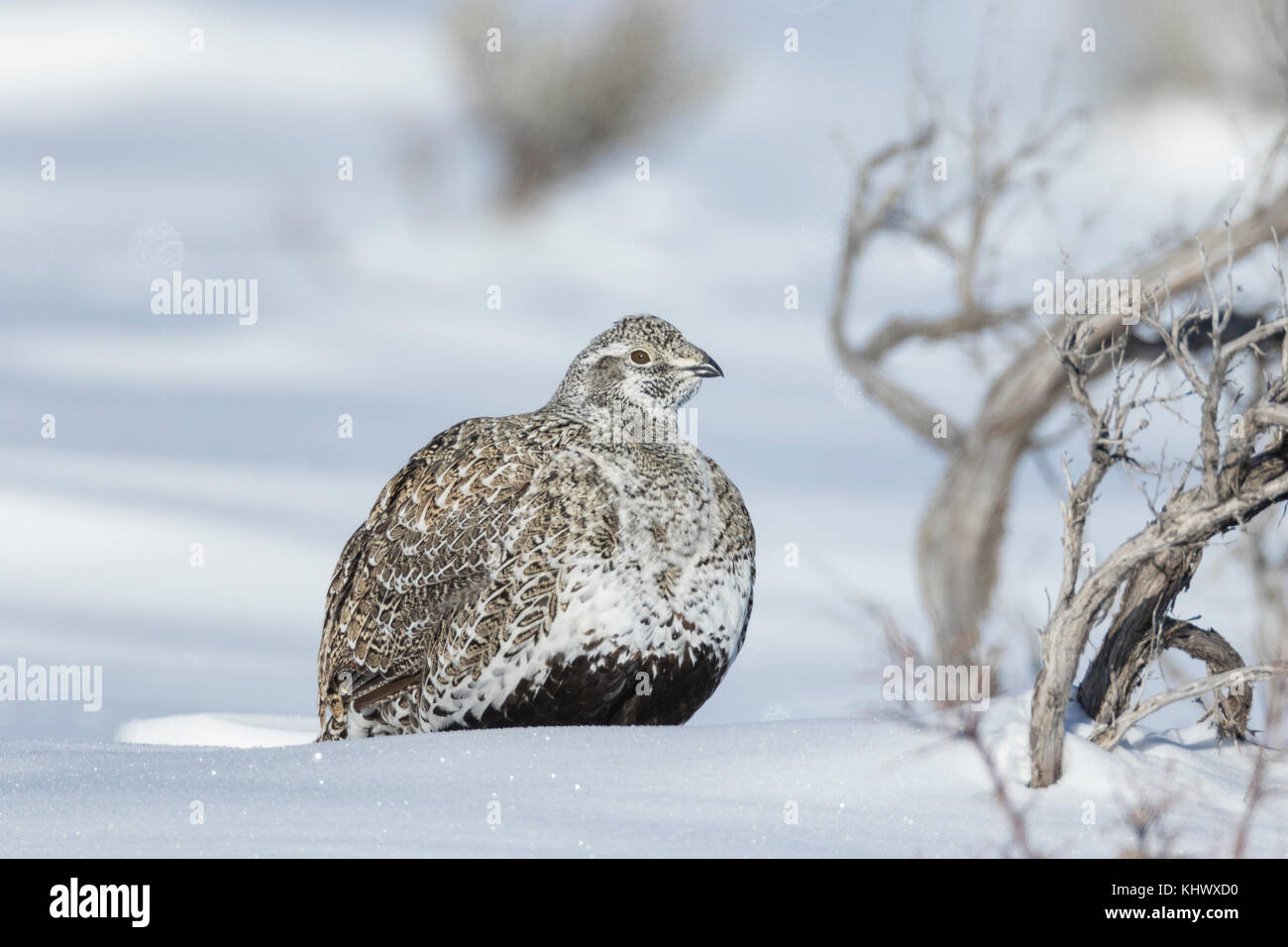 Sage grouse during winter in Wyoming Stock Photo