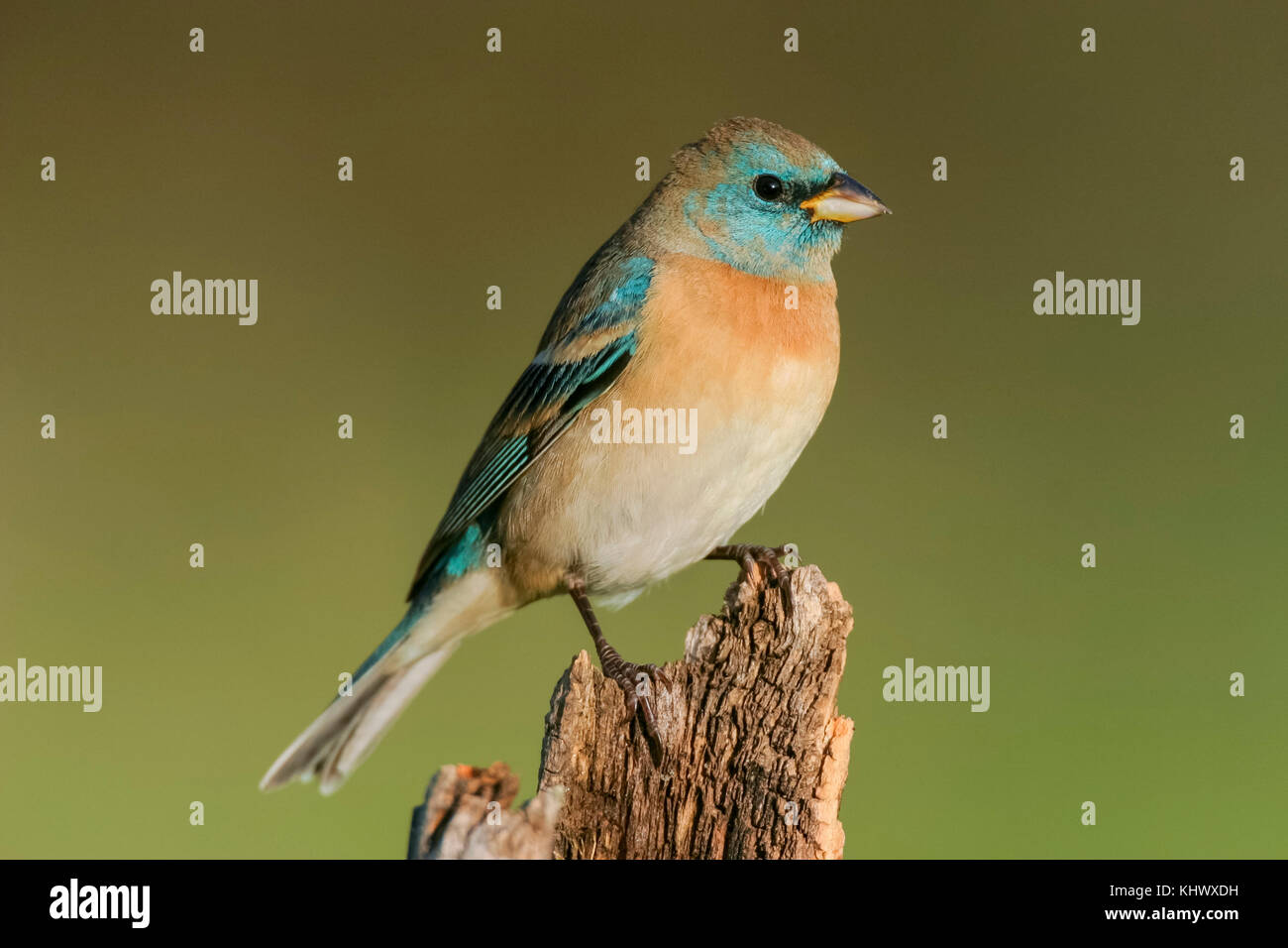 male-lazuli-bunting-on-territory-stock-photo-alamy