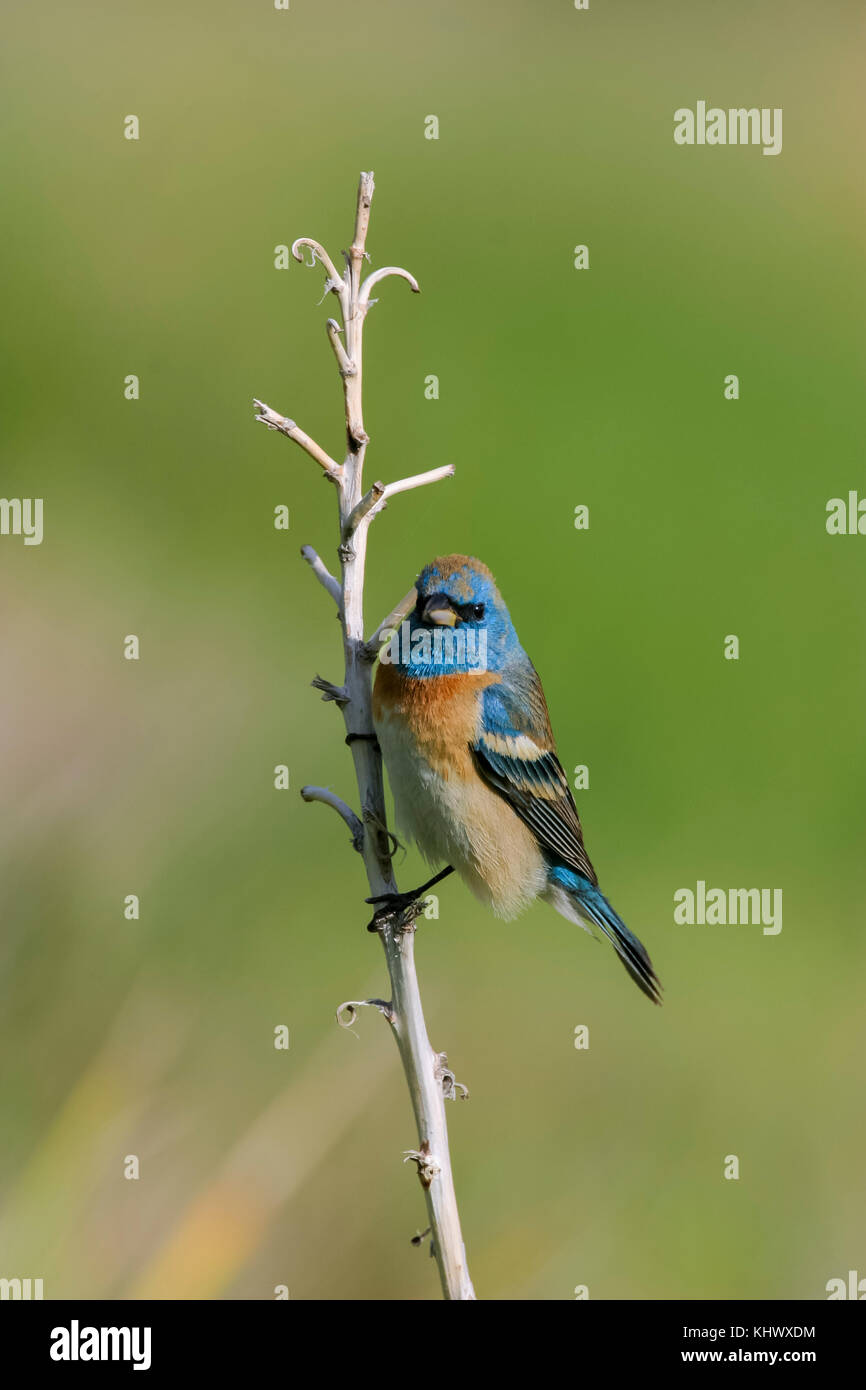male-lazuli-bunting-on-territory-stock-photo-alamy