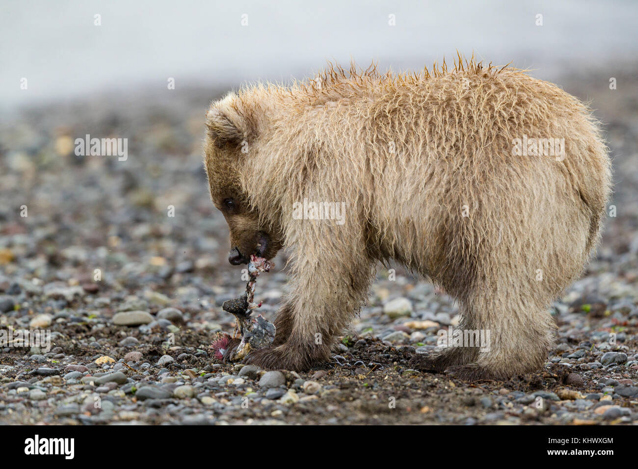 Alaskan brown bear cub with blonde fur Stock Photo - Alamy