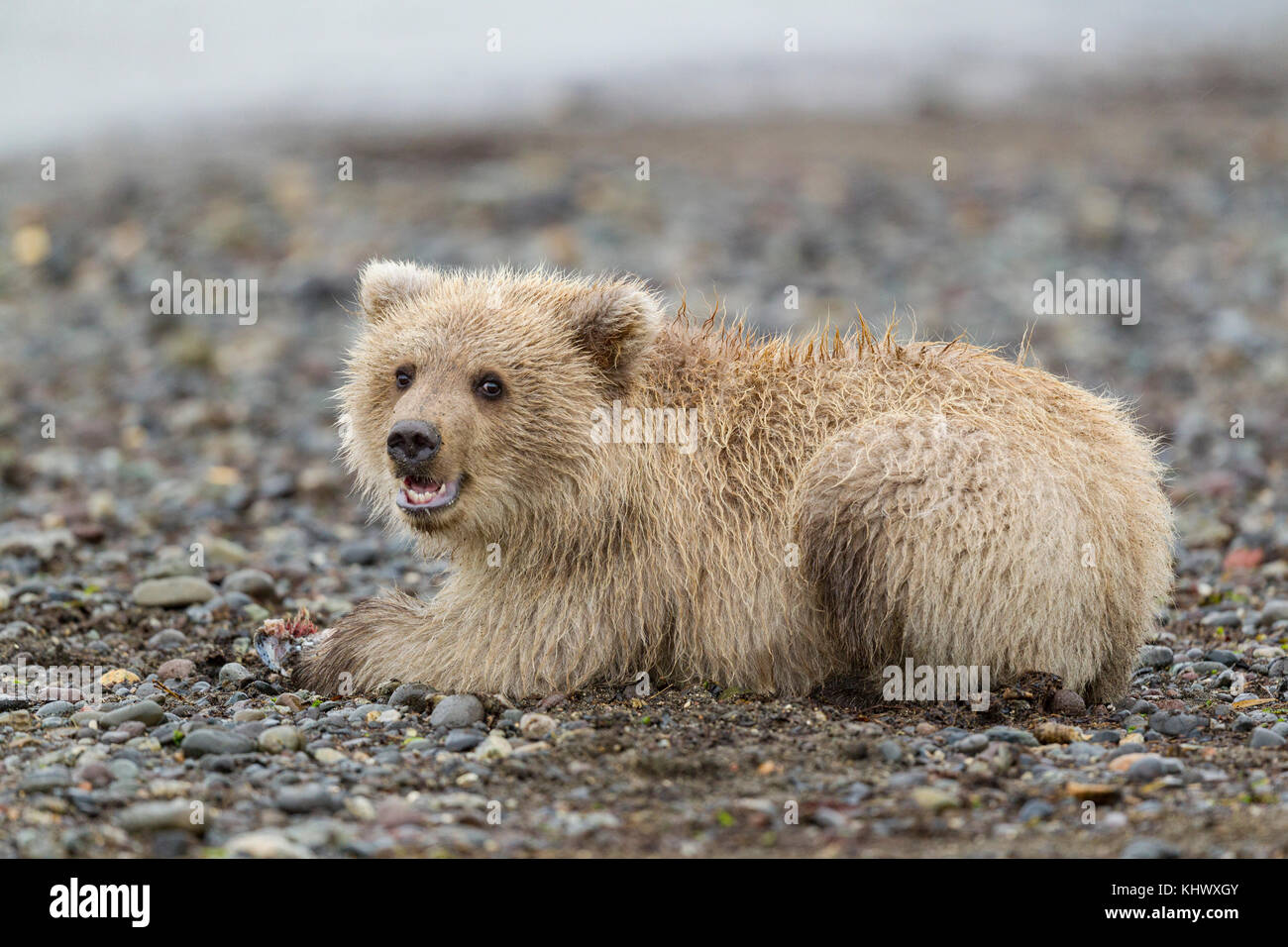 Alaskan brown bear cub with blonde fur Stock Photo - Alamy