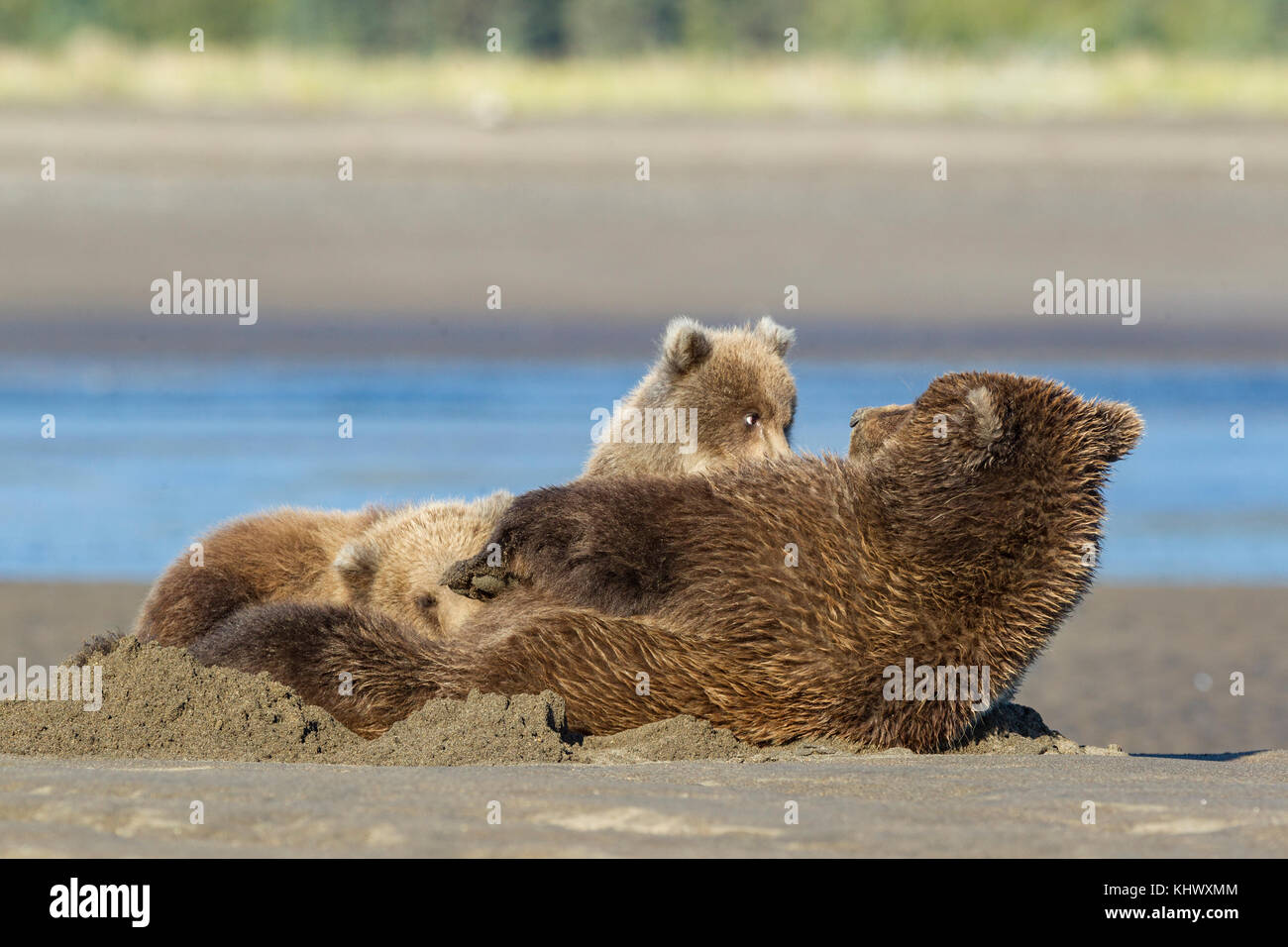 Alaskan brown bear mother nursing cubs Stock Photo