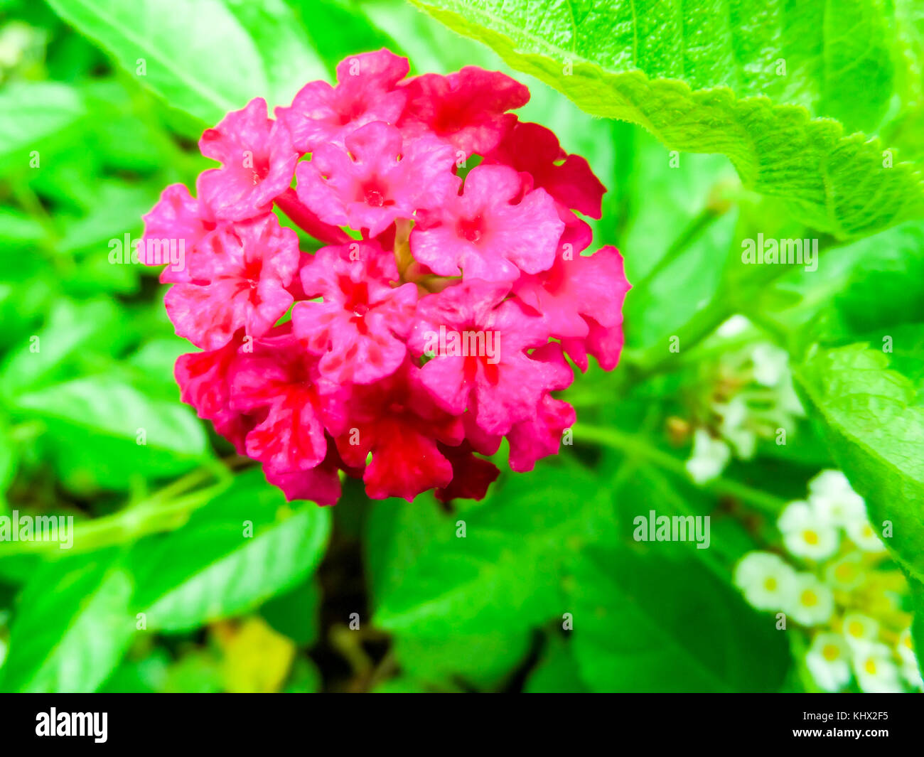 Lantana colorful bloom in the garden in summer Stock Photo