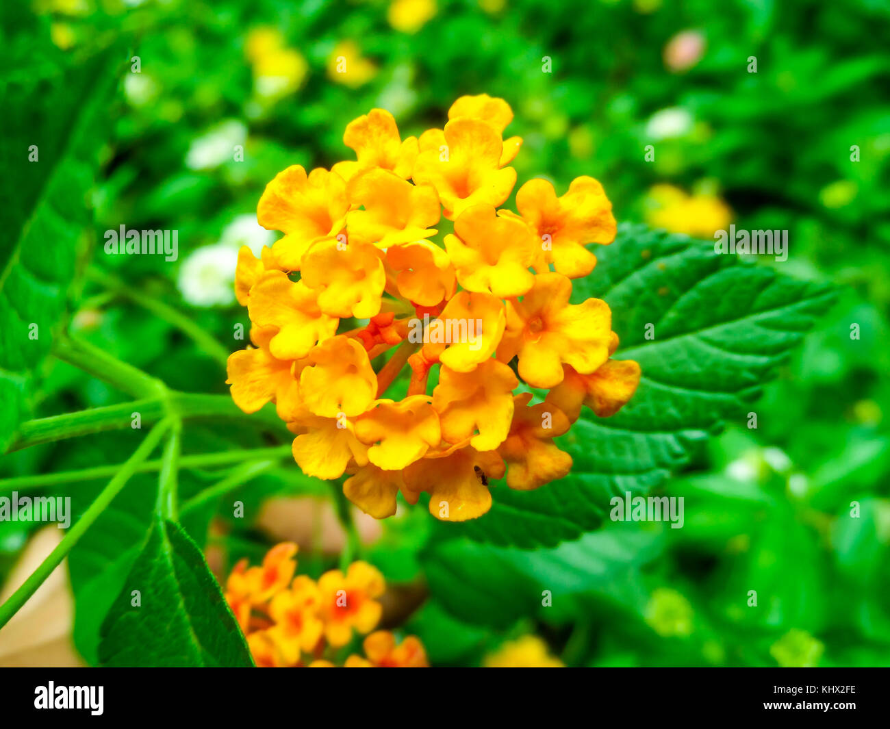 Lantana camara colorful bloom in the garden green background Stock Photo