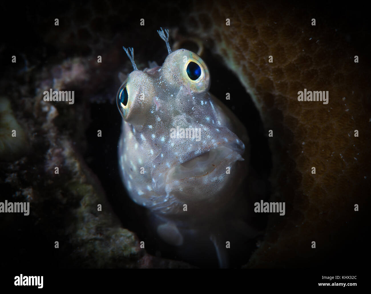 A Grey-Barred Blenny keeps a lookout from its  home in a piece of coral,Moalboal,Cebu,Philippines Stock Photo