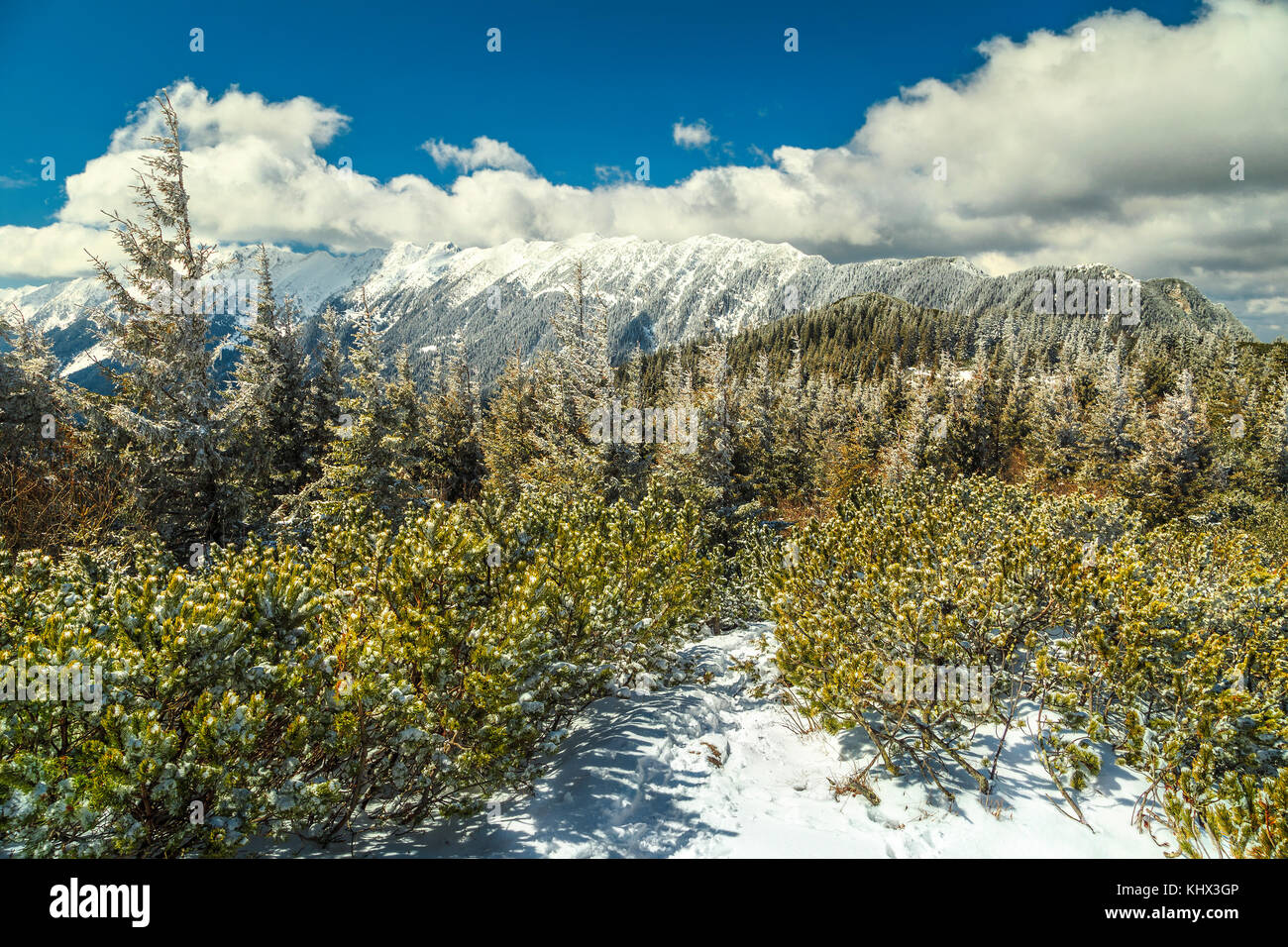 Beautiful winter landscape with snowy pine trees and high mountains in ...