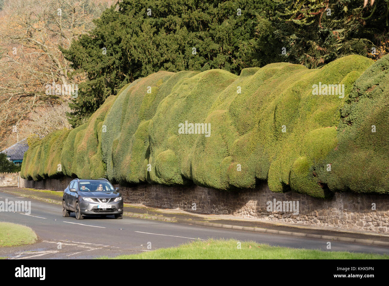 The ancient Yew hedge in the village of Brampton Bryan, Herefordshire Stock Photo