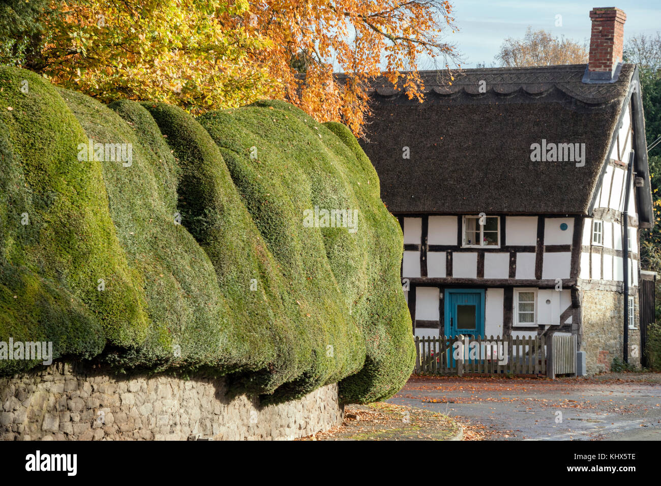 The ancient Yew hedge and Timber-framed cottage in the village of Brampton Bryan, Herefordshire Stock Photo