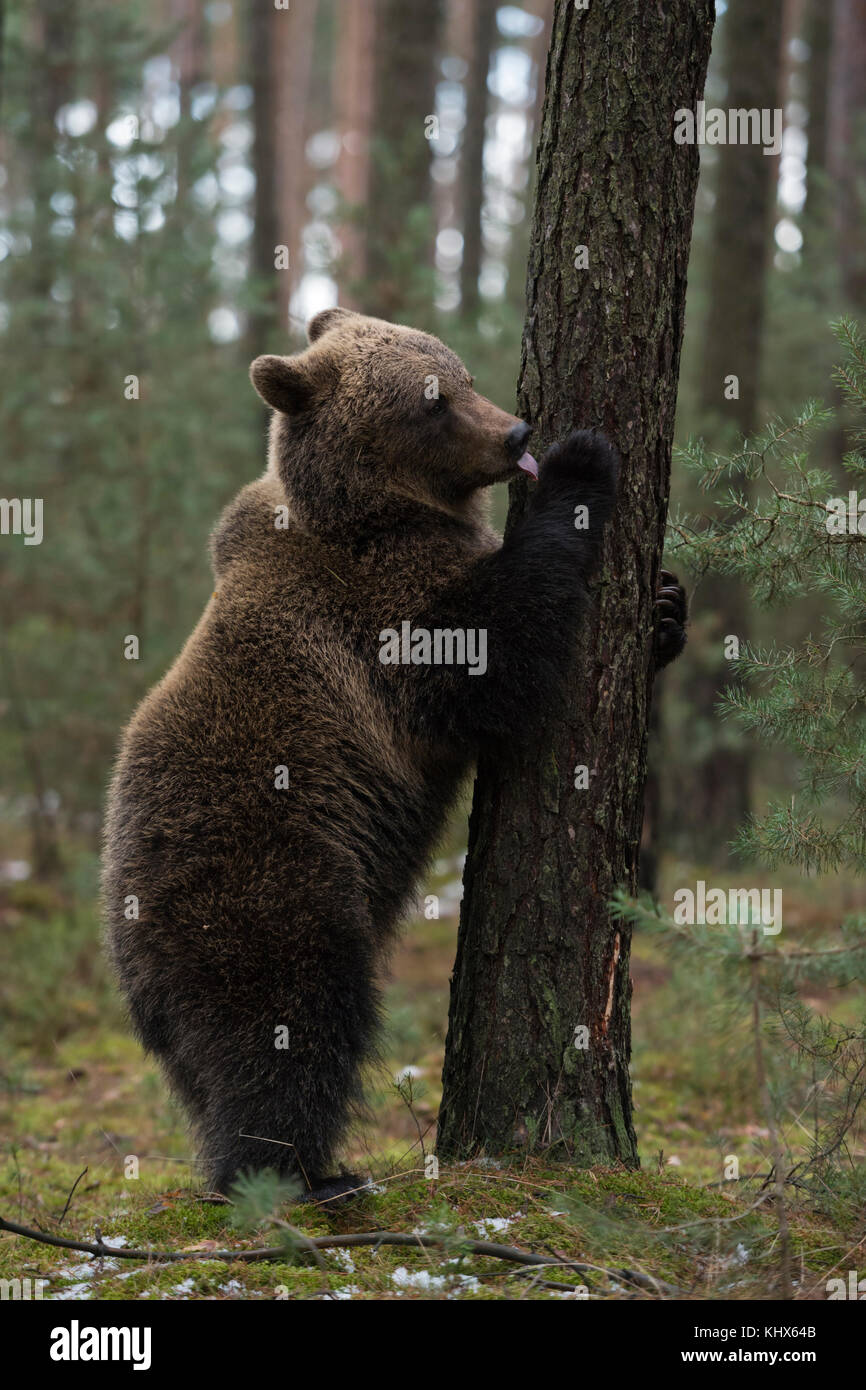Eurasian Brown Bear ( Ursus arctos ), playful young cub, standing on hind legs, licking at a tree, looks cute and funny, Europe. Stock Photo