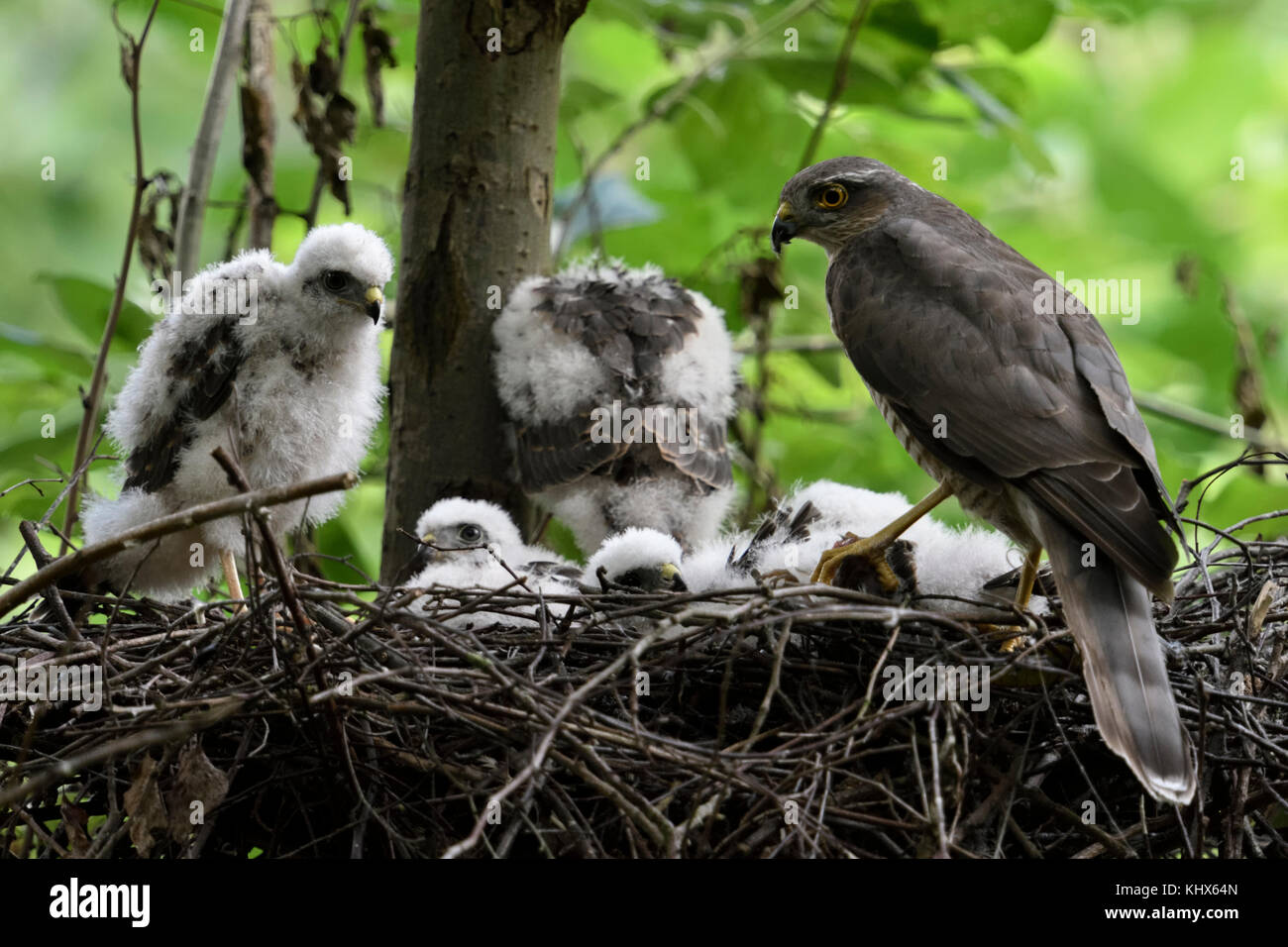 Sparrowhawk ( Accipiter nisus ), adult female, perched with prey on the edge of nest, caring for its grown-up moulting chicks, wildlife, Europe. Stock Photo