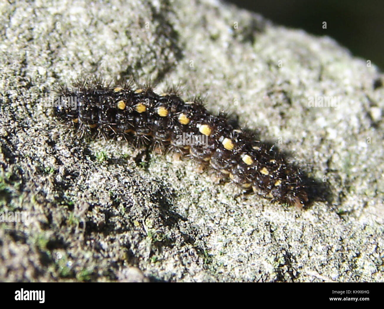 Eilema complana larva Stock Photo