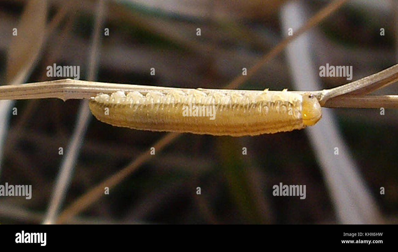 Hymenoptera.larva Stock Photo