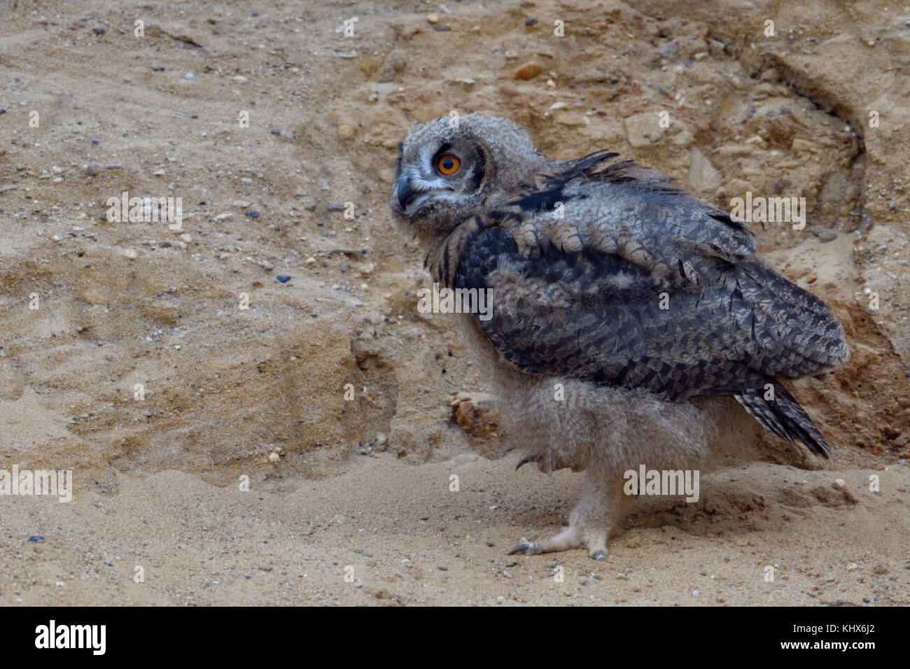 Eurasian Eagle Owl / Europaeischer Uhu ( Bubo bubo ), young chick, owlet in a sand pit, waldking, exploring its surrounding, wildlife, Europe. Stock Photo