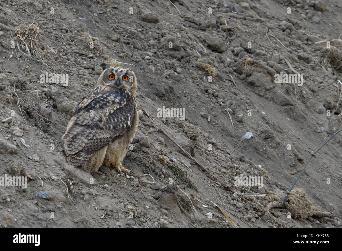 Eurasian Eagle Owl / Europaeischer Uhu ( Bubo bubo ), young chick, sitting in the backfilled slope of a sand pit, watching, wildlife, Europe. Stock Photo