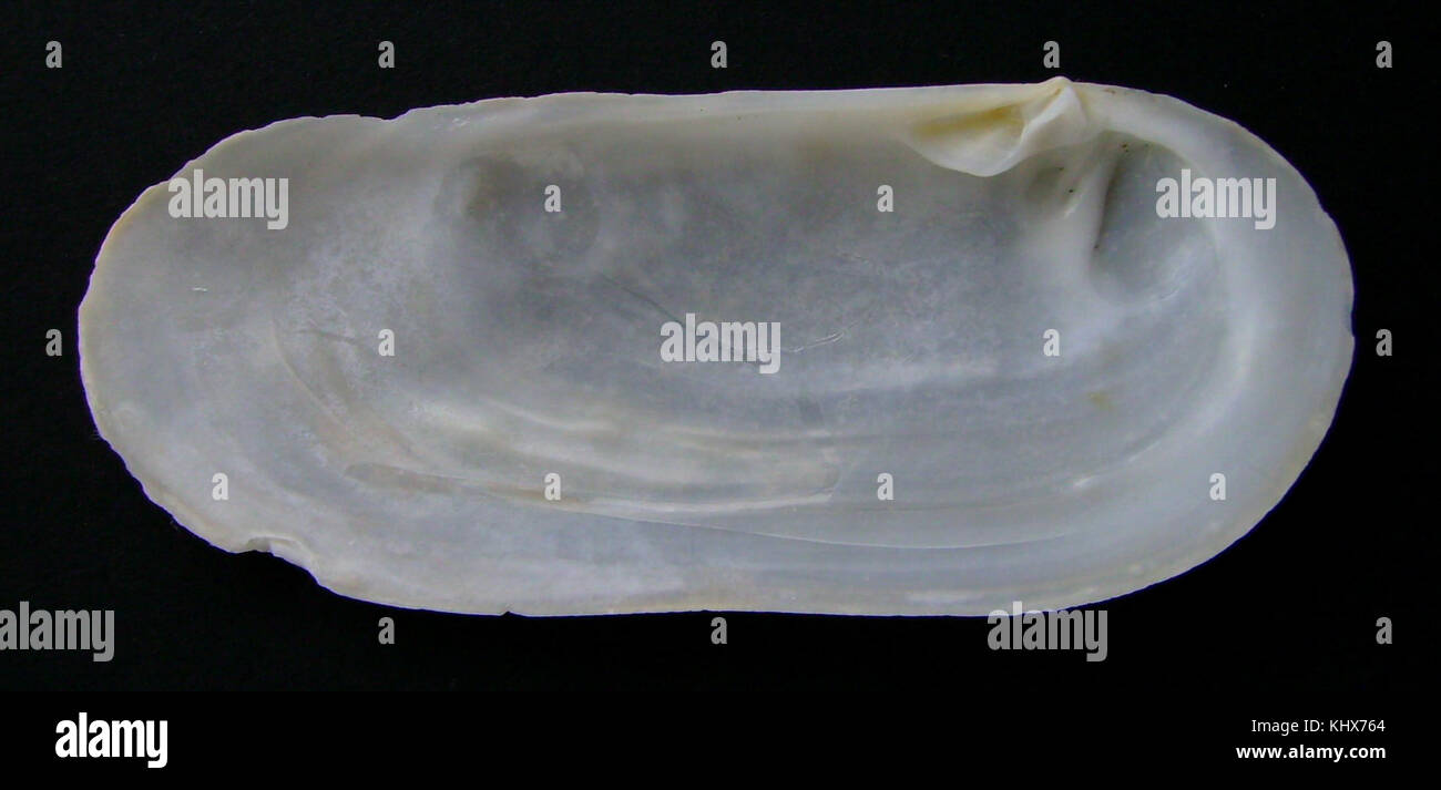 Zenatia acinaces (inside) Stock Photo