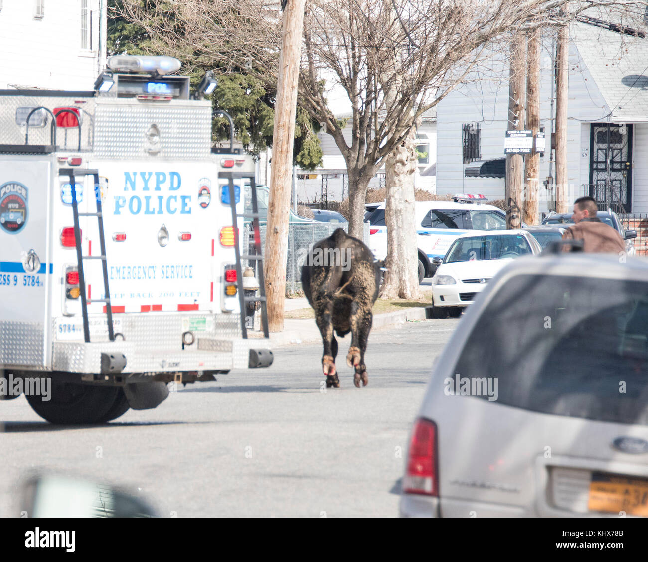 NEW YORK, NY - FEBRUARY 21: NYPD ESU officer prepares a tranquilizer dart for the bull that broke free from a slaughter house near Liberty Ave. and 150th St. the bull took hours and miles to catch along with lots of darts on February 21. 2017 in New York City   People:  Bull Stock Photo