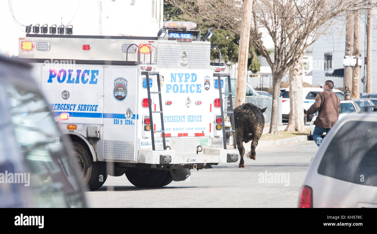 NEW YORK, NY - FEBRUARY 21: NYPD ESU officer prepares a tranquilizer dart for the bull that broke free from a slaughter house near Liberty Ave. and 150th St. the bull took hours and miles to catch along with lots of darts on February 21. 2017 in New York City   People:  Bull Stock Photo