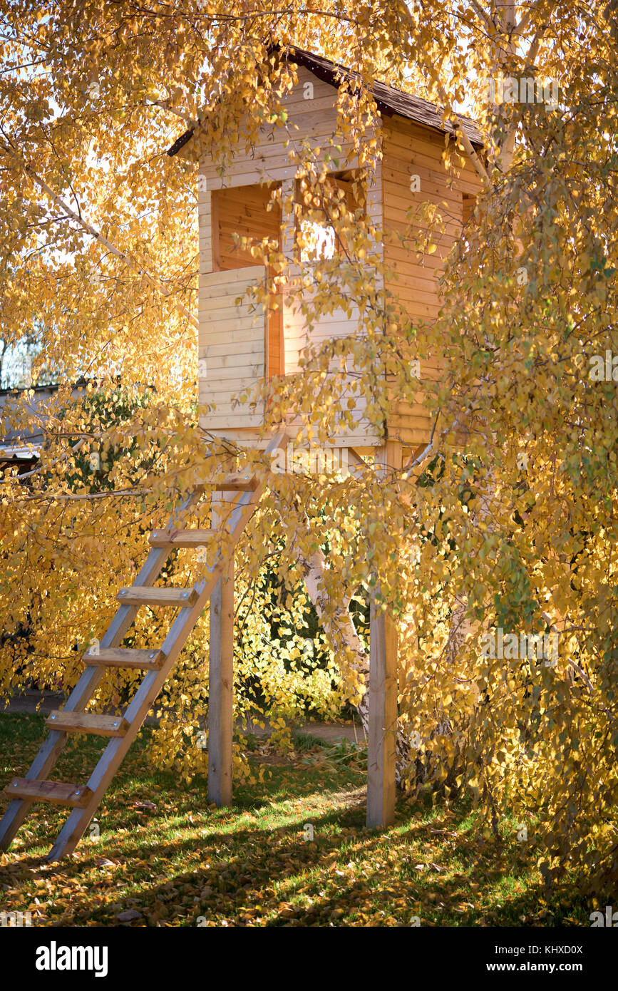 New tree house in a birch tree durin autumn Stock Photo