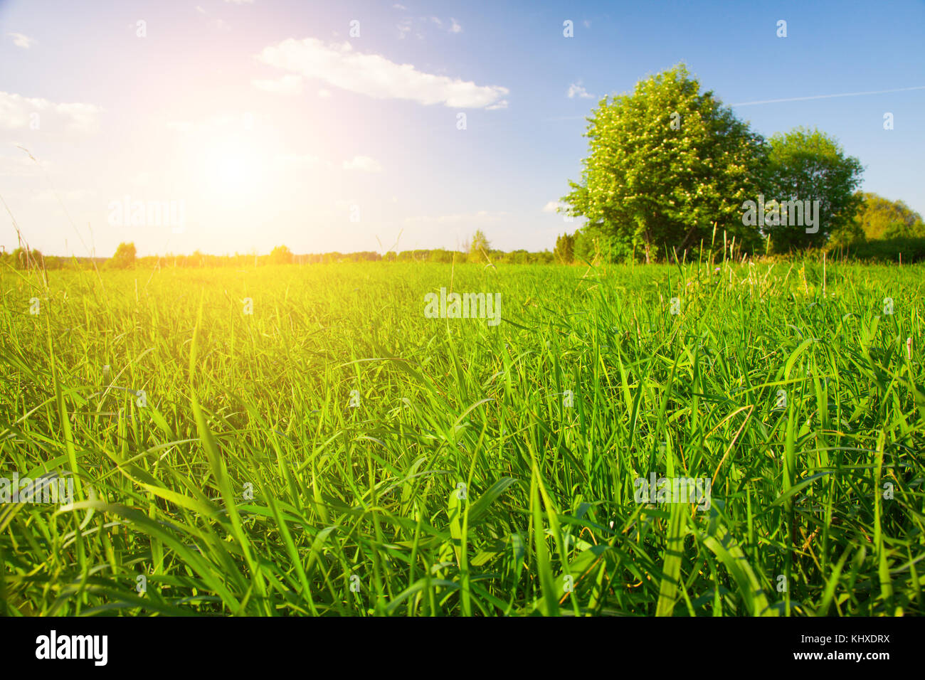 Green field under blue cloudy sky Stock Photo - Alamy