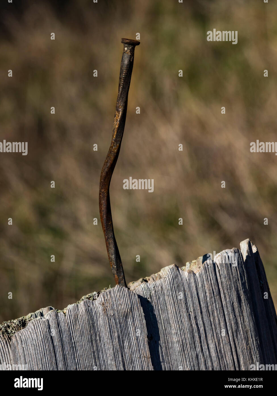 A twisted old rusty  nail in an aged cedar post. Stock Photo