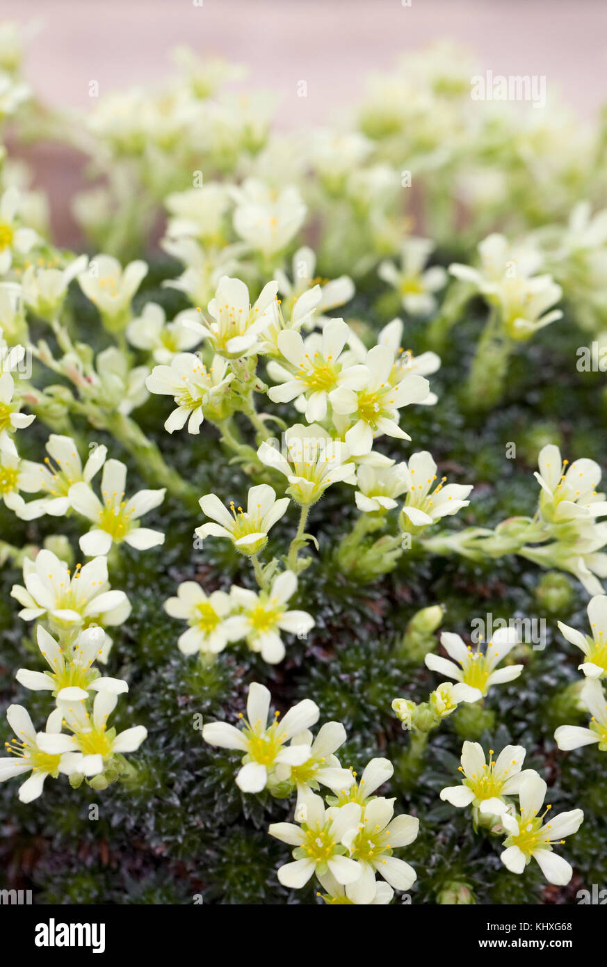 Saxifraga 'Spartakus' flowers growing in a protected environment. Stock Photo