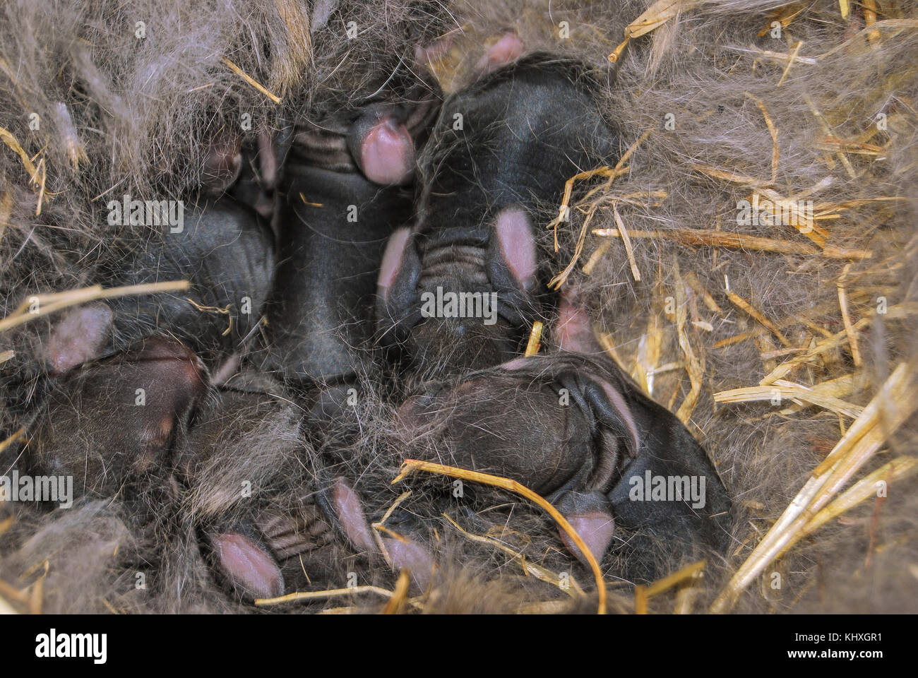 Newborn rabbits of dark color lie in a nest of straw and warm fluff