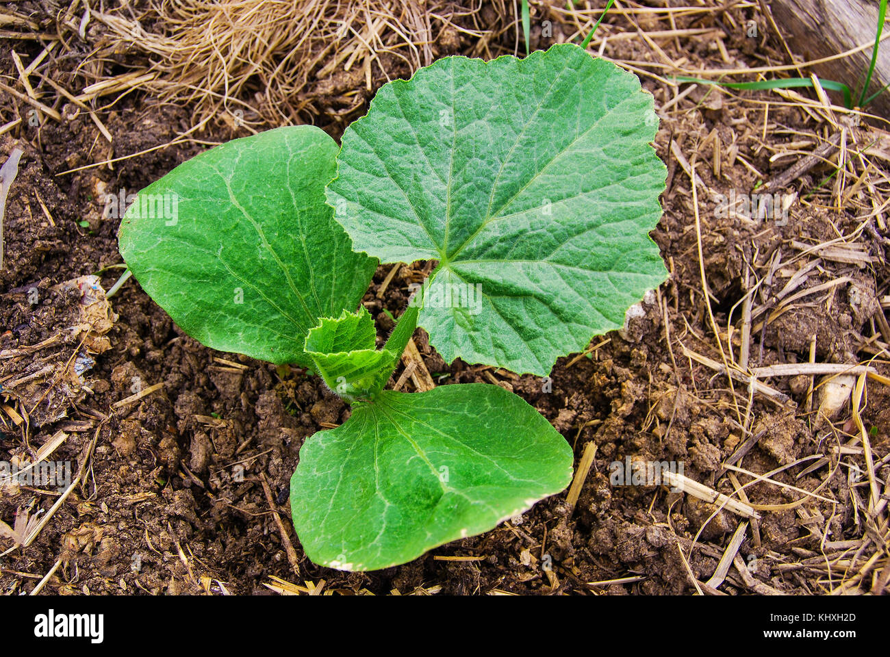 A young green pumpkin sprout grows on a humusrich land Stock Photo Alamy