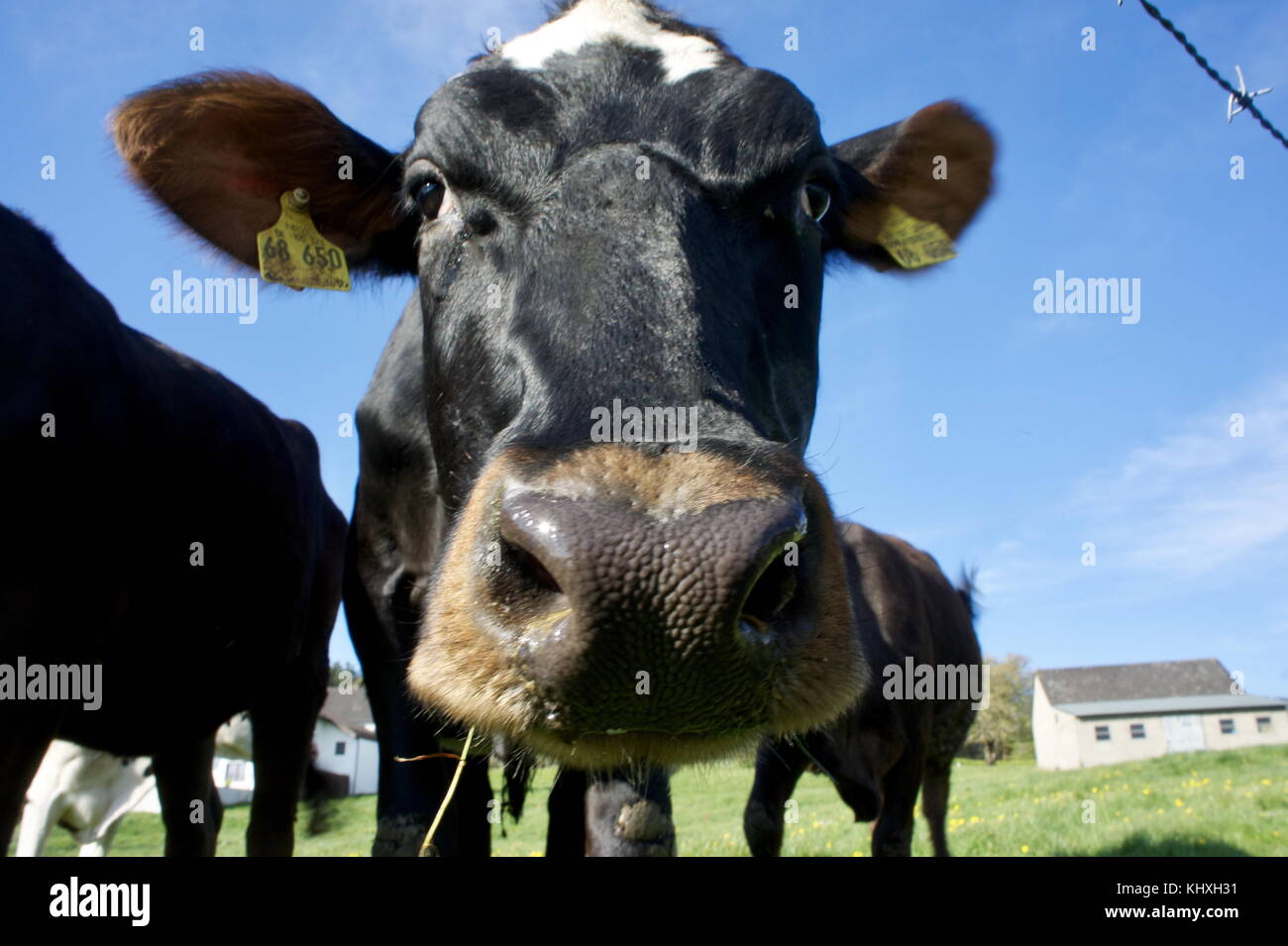 Cows  on a meadow at the german 'Eifel' region. Stock Photo