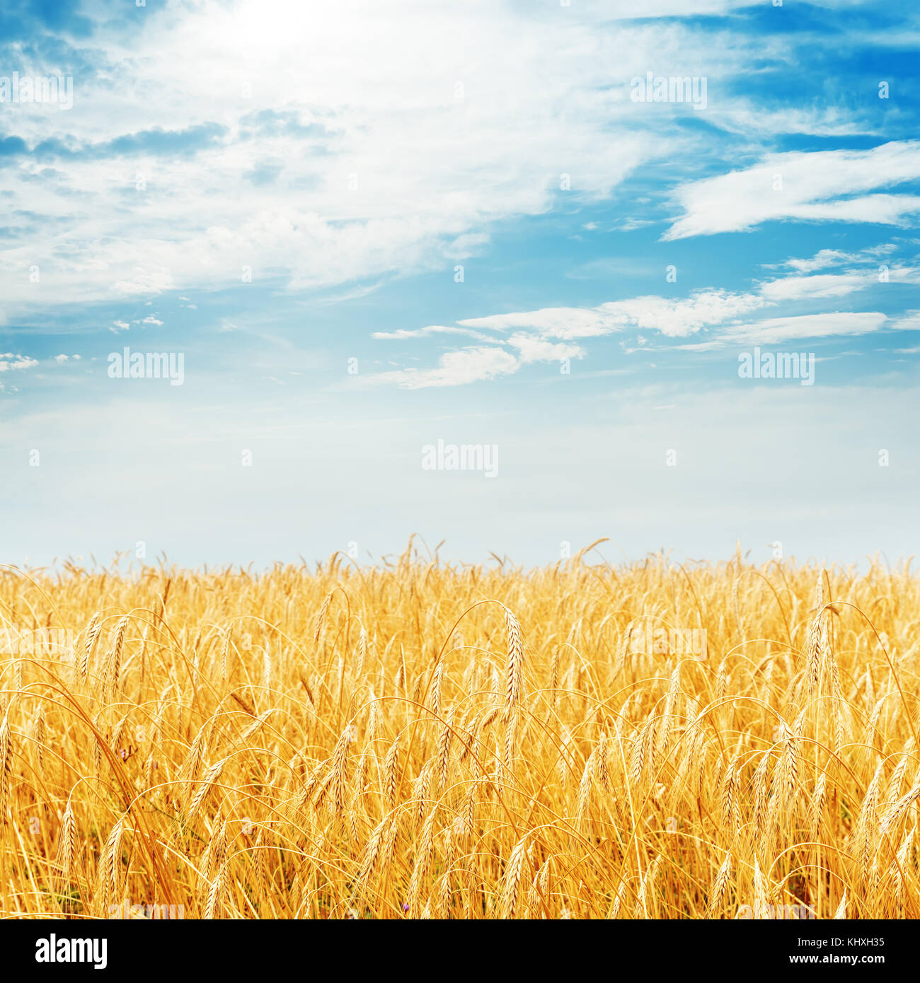 golden harvest field and cloudy sky Stock Photo - Alamy