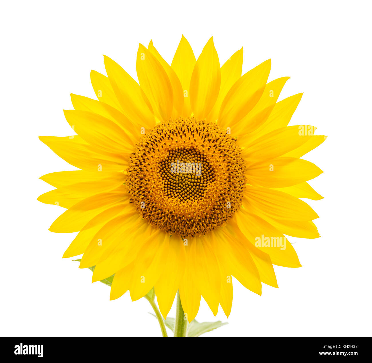 flower of sunflower isolated on white background Stock Photo - Alamy