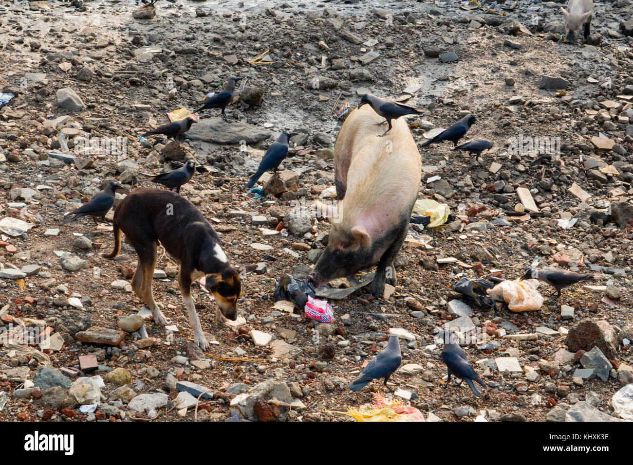 Several crows, a large pig and stray dog scavenge through garbage scraps on riverbank at Versova, Mumbai Stock Photo