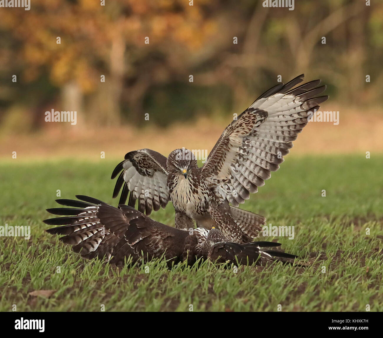 Common Buzzards in flight and fighting over possession of a Pheasant Stock Photo