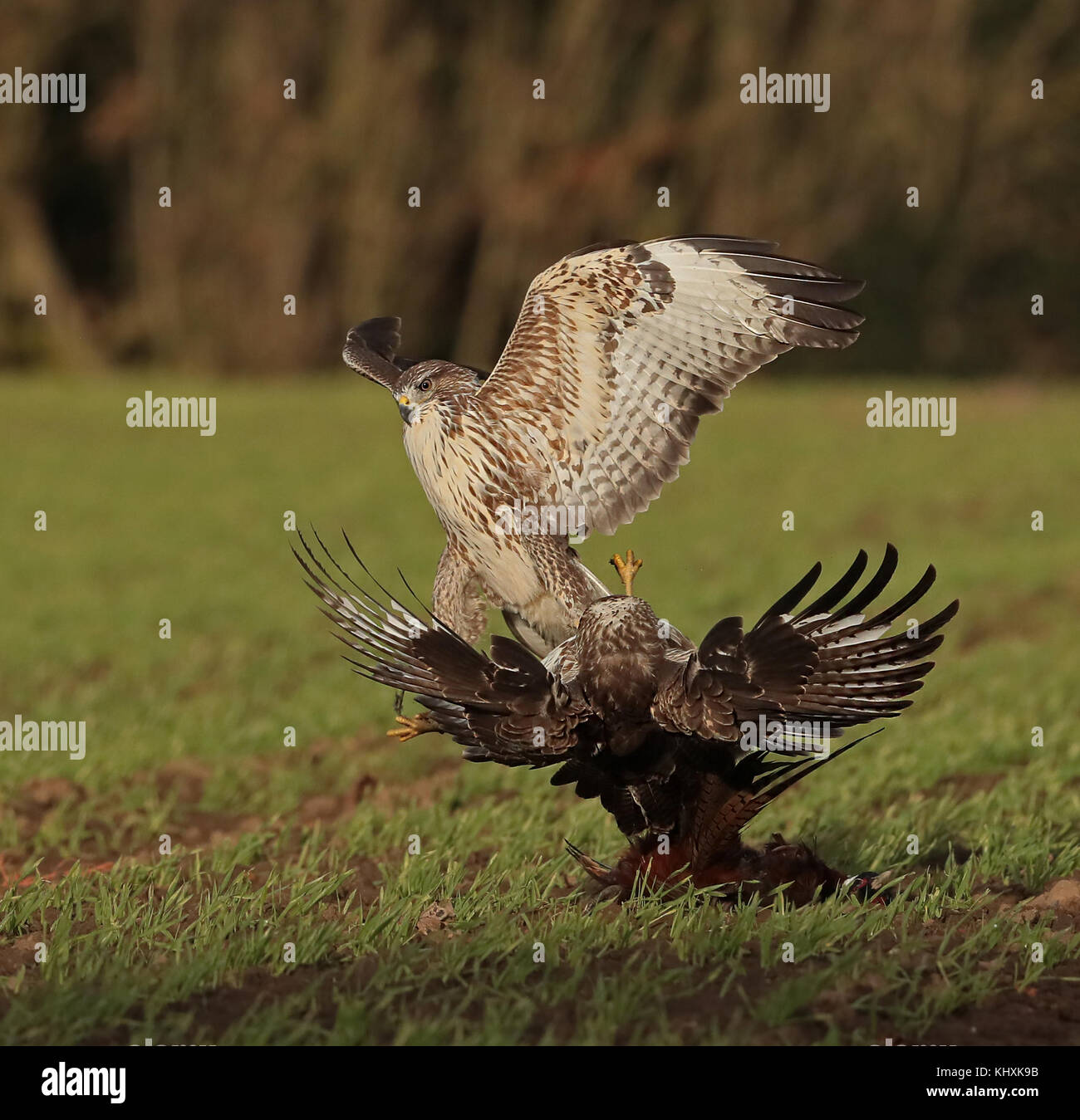 Common Buzzards in flight and fighting over possession of a Pheasant Stock Photo