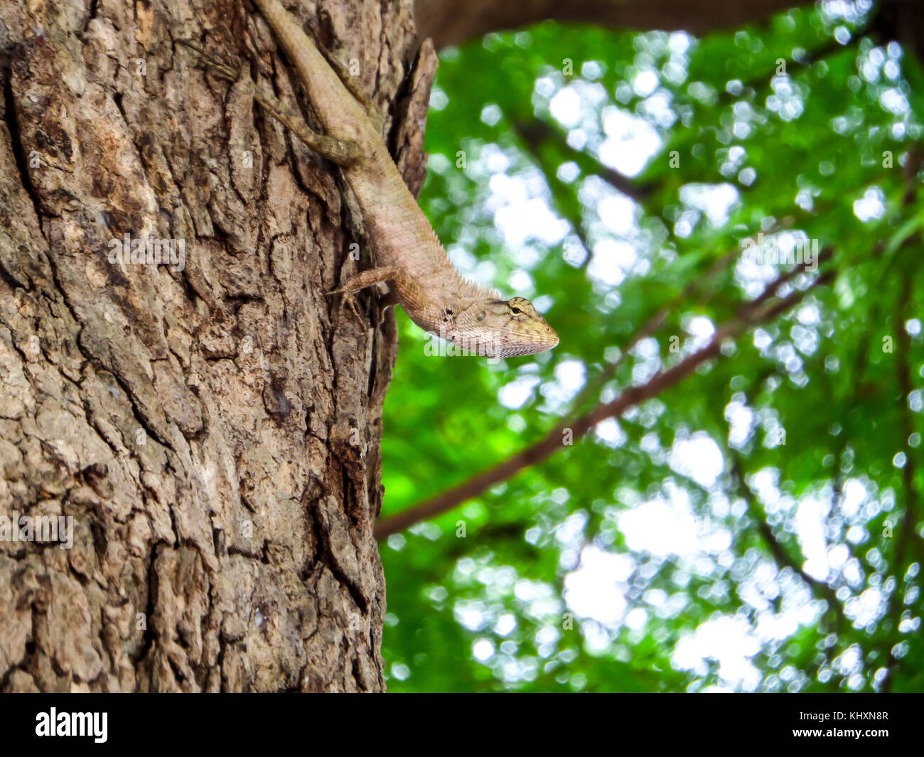 lizard hide and hang on tree and look around area and blur green leaf ...