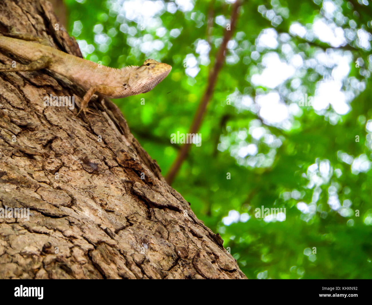 lizard hide and hang on tree and look around area and blur green leaf ...