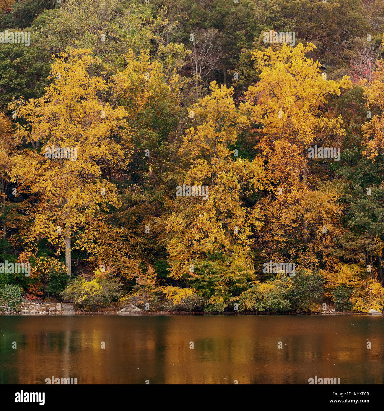 Autumn colorful foliage with lake reflection Stock Photo - Alamy