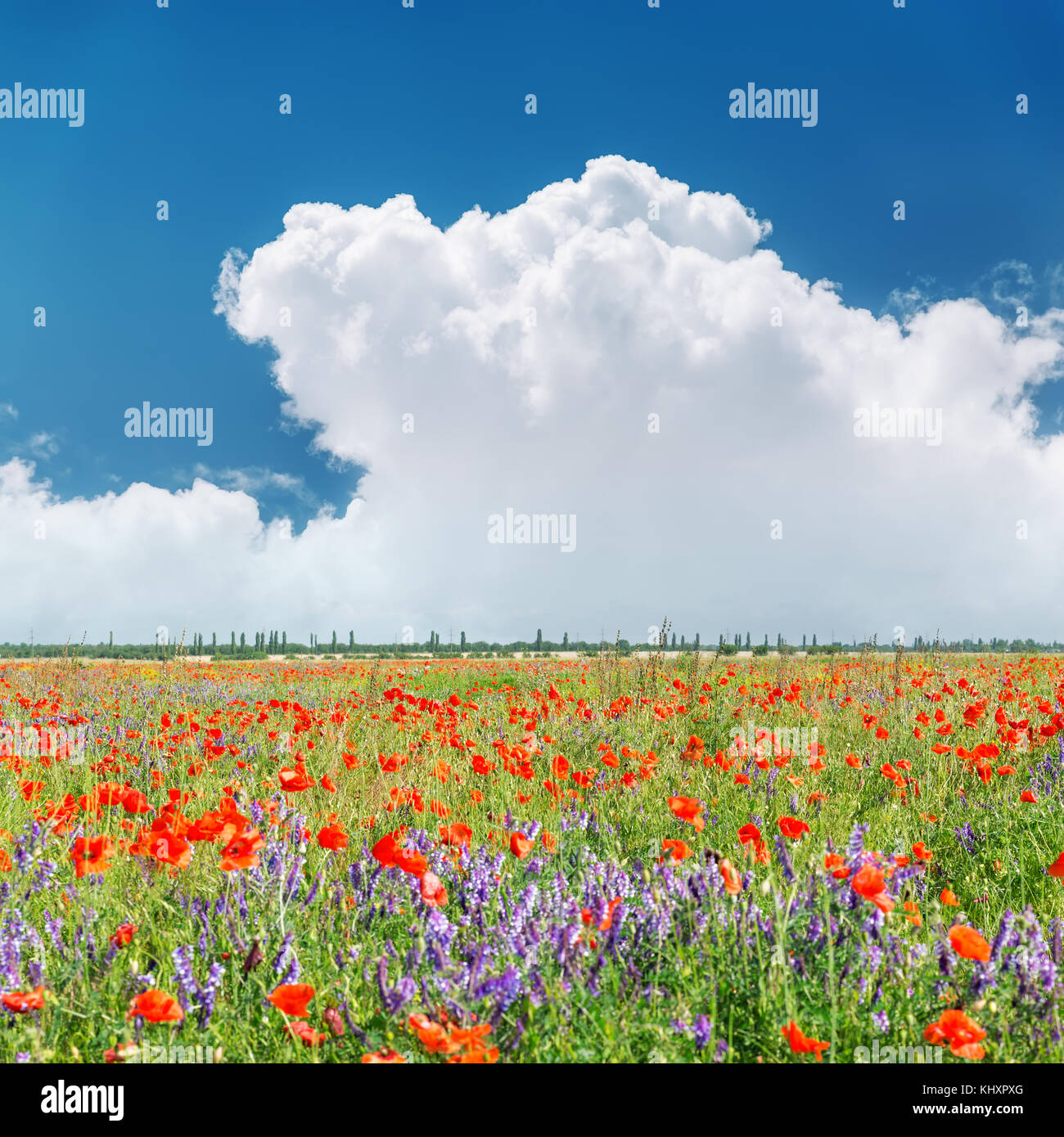red poppies field and clouds over it in blue sky Stock Photo - Alamy