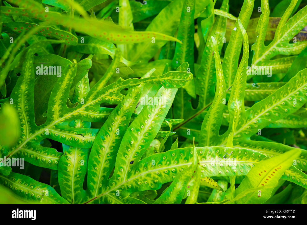 Closeup macro of green leaf texture background Stock Photo - Alamy