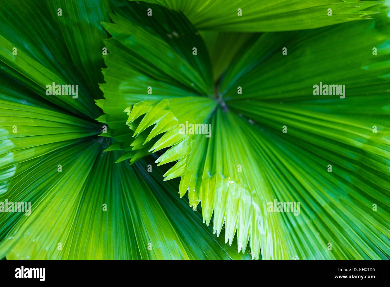 Closeup macro of green leaf texture background Stock Photo - Alamy