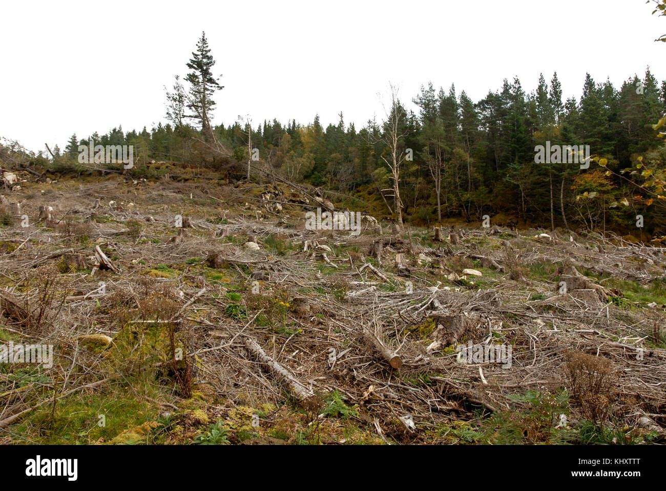 Environment Woodland clearance owned by the Scottish Forestry