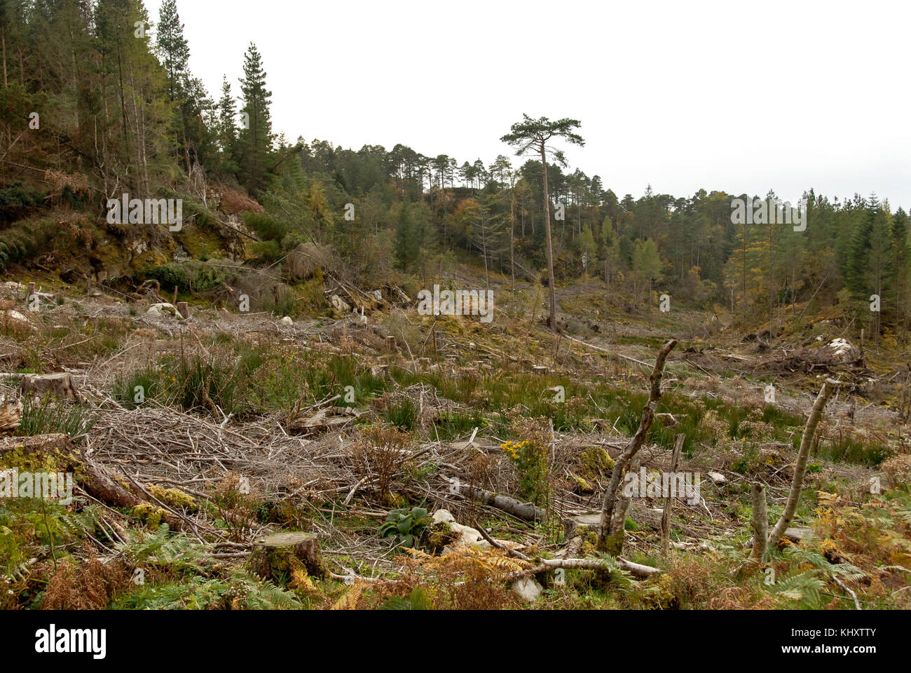 Environment Woodland clearance owned by the Scottish Forestry
