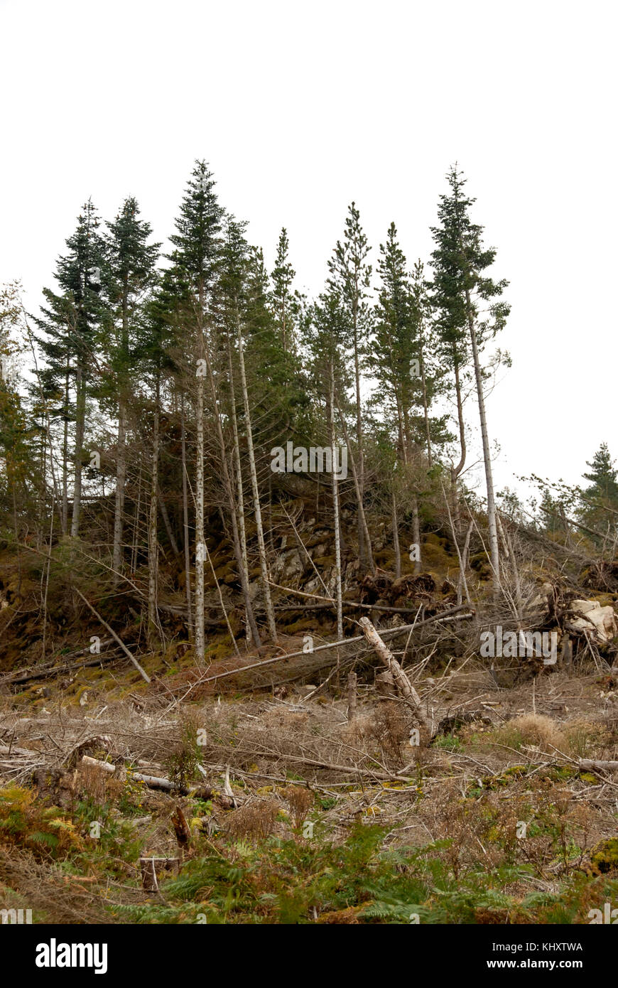 Environment Woodland clearance owned by the Scottish Forestry