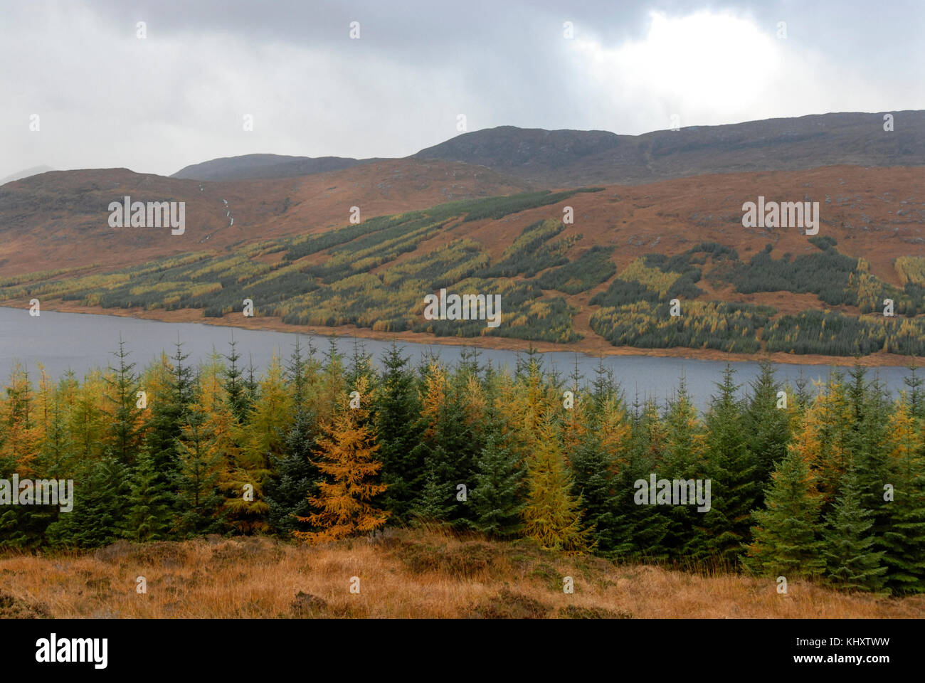 Environment  A colour of autumn on the pinetrees Stock Photo