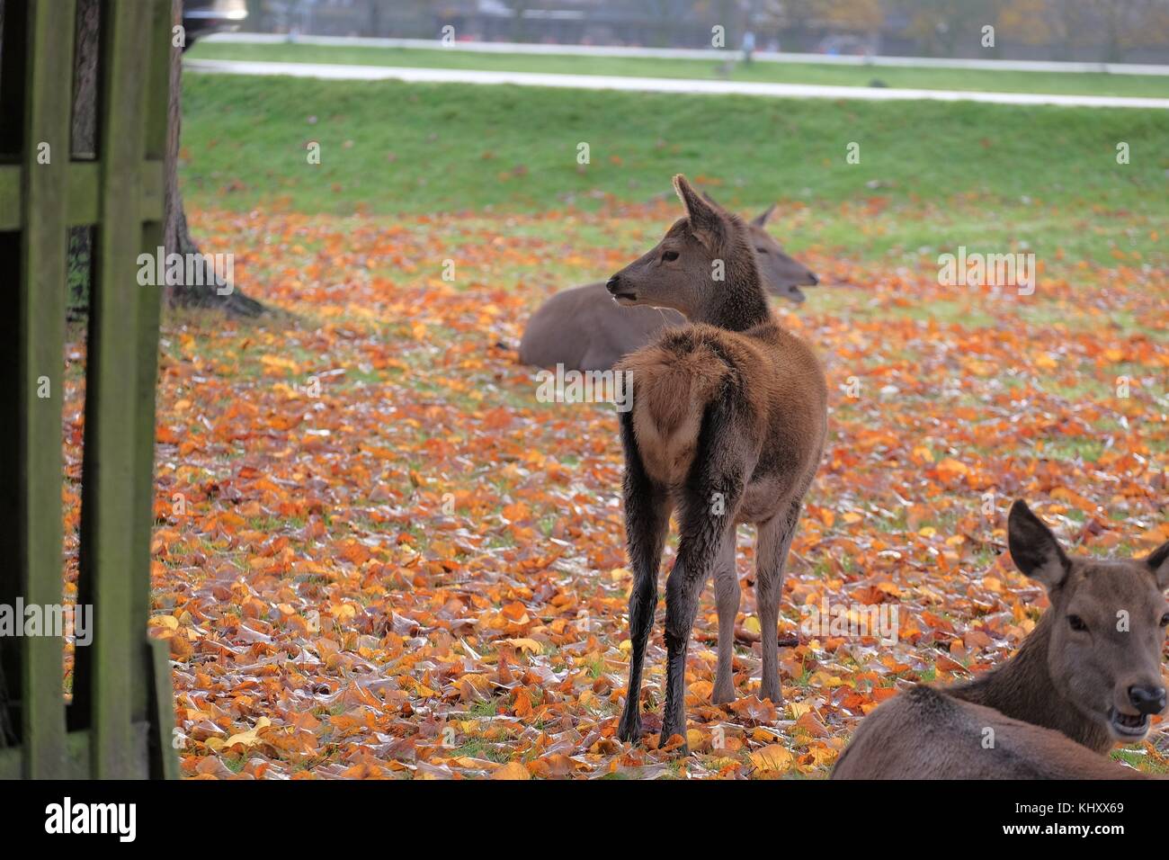 red deer bushy park wild Stock Photo - Alamy